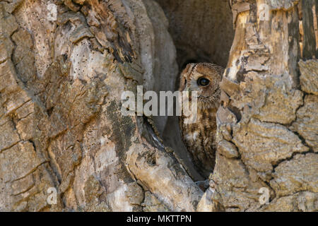 Waldkauz; Strix aluco, ruht in einem alten hoolow Baum, Feder in Oxfordshire Stockfoto