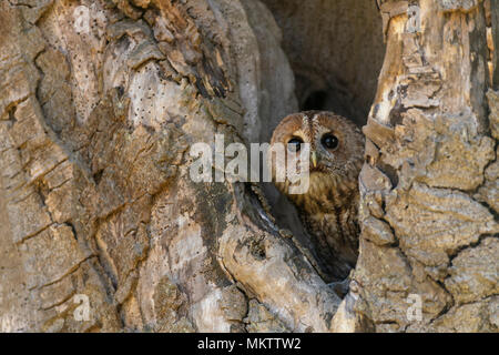 Waldkauz; Strix aluco, ruht in einem alten hoolow Baum, Feder in Oxfordshire Stockfoto