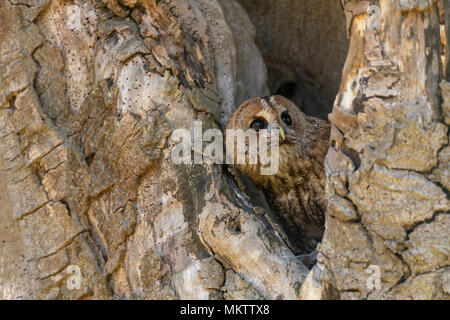 Waldkauz; Strix aluco, ruht in einem alten hoolow Baum, Feder in Oxfordshire Stockfoto