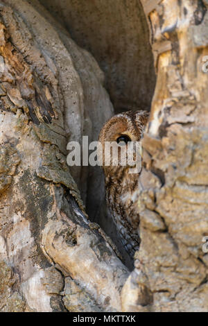 Waldkauz; Strix aluco, ruht in einem alten hoolow Baum, Feder in Oxfordshire Stockfoto