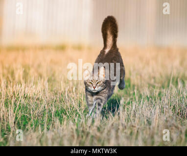 Die schöne flinke Katze Spaß und schnell Hals auf Fräulein glade hoch gehoben und podbrosiv ihren Schwanz Stockfoto