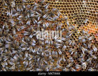 Spanisch Honig Bienen Apis mellifera" auf Wabe in Andalusien, Spanien Stockfoto