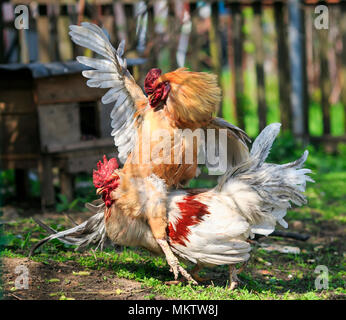 Zwei helle rustikale Hahn Kämpfe in der Hof, daß es lächerlich ist seine Flügel ausbreiten und Reiten einander Stockfoto