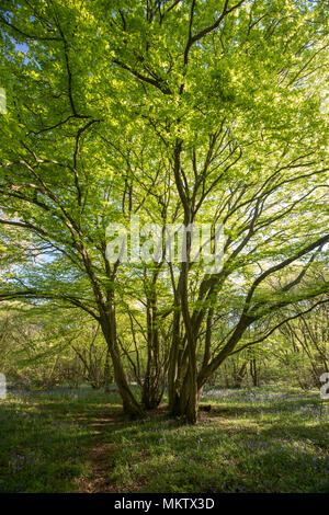 Alte coppiced Weißbuche - Carpinus betulus, Stoke Woods, Bicester, Oxfordshire durch die Woodland Trust Stockfoto