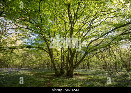 Alte coppiced Weißbuche - Carpinus betulus, Stoke Woods, Bicester, Oxfordshire durch die Woodland Trust Stockfoto