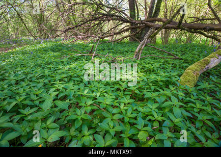 Der Hund Quecksilber - Mercurialis perennis, Stoke Woods, Bicester, Oxfordshire durch die Woodland Trust Stockfoto