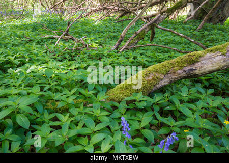 Der Hund Quecksilber - Mercurialis perennis, Stoke Woods, Bicester, Oxfordshire durch die Woodland Trust Stockfoto