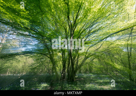 Alte coppiced Weißbuche - Carpinus betulus, Stoke Woods, Bicester, Oxfordshire durch die Woodland Trust Stockfoto