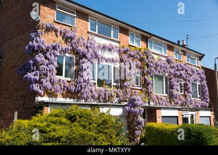 Blühende Glyzinie/Flower/Blumen wachsen auf einer privaten Wohnung Wohnung Wohnung mehrfamilienhaus & Apartments. Strawberry Hill. Twickenham. Das VEREINIGTE KÖNIGREICH (96) Stockfoto