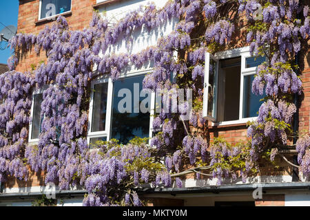 Blühende Glyzinie/Flower/Blumen wachsen auf einer privaten Wohnung Wohnung Wohnung mehrfamilienhaus & Apartments. Strawberry Hill. Twickenham. Das VEREINIGTE KÖNIGREICH (96) Stockfoto