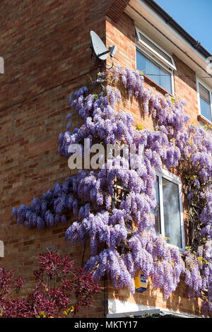 Blühende Glyzinie/Flower/Blumen wachsen auf einer privaten Wohnung Wohnung Wohnung mehrfamilienhaus & Apartments. Strawberry Hill. Twickenham. Das VEREINIGTE KÖNIGREICH (96) Stockfoto