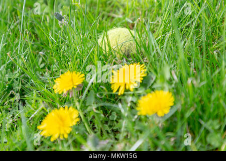 Gelbe Tennisball erscheint unter einem Haufen Löwenzahn Blumen in einem Park getarnt Stockfoto