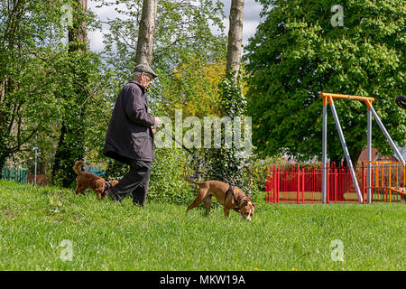 Ältere Mann, zwei Hunde, die durch die Bäume an einem sonnigen Sonntag morgen in Bruche Park, Warrington, Cheshire, England, Großbritannien am 29. April 2018 Stockfoto