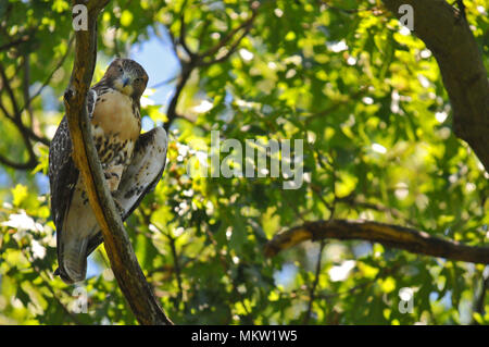 Hawk im Baum auf der Suche nach Beute Stockfoto