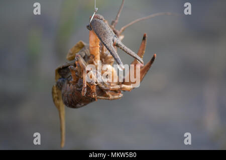 Langusten gefangen auf Haken Stockfoto