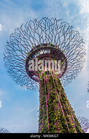 Blick aus der Vogelperspektive auf einen Superbaum in Gardens by the Bay, Singapur Stockfoto