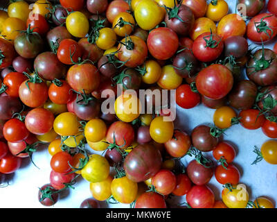 Ein Regenbogen von winzigen Tomaten bilden für köstliche Salate und leckere Fotos Stockfoto