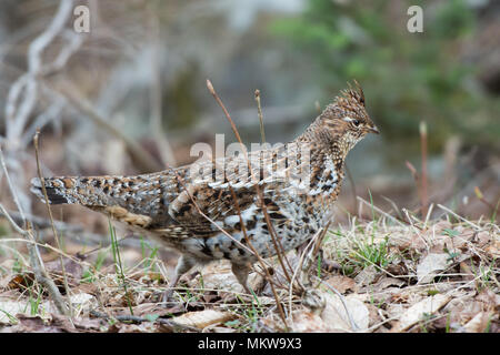 Eine Vari Grouse, Bonasa umbellus, Nahrungssuche auf dem Waldboden in den Adirondack Mountains, NY. Stockfoto