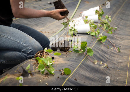 Landarbeiter Vorbereitung und Umpflanzen organische Neue cubios Pflanzen mit einem schwarzen Kunststoff Tropaeolum tuberosum Stockfoto