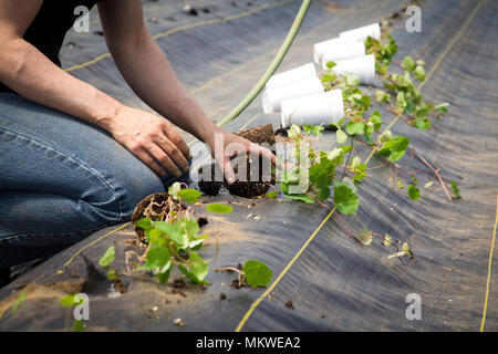 Landarbeiter Vorbereitung und Umpflanzen organische Neue cubios Pflanzen mit einem schwarzen Kunststoff Tropaeolum tuberosum Stockfoto