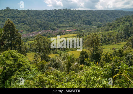 Umgeben von dichten Dschungel Vegetation sind hell grünen Terrassen Reis und den braunen Dächer eines typischen balinesischen Dorf zu pflegen. Munduk, Indonesien Stockfoto