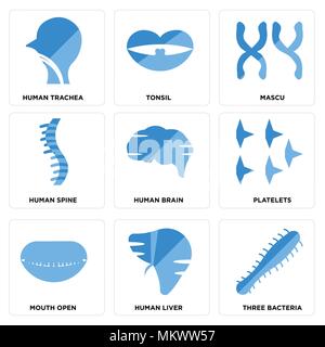 Satz von 9 einfache editierbare Ikonen wie drei Bakterien, die menschliche Leber, Mund offen, Thrombozyten, Gehirn, Wirbelsäule, Mascu, Tonsillen, die Luftröhre, die sich für Mobil verwendet werden. Stock Vektor