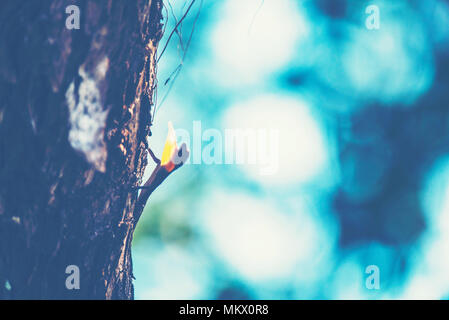 Flying Lizards. Flying Dragon, Leben auf dem Baum Stockfoto