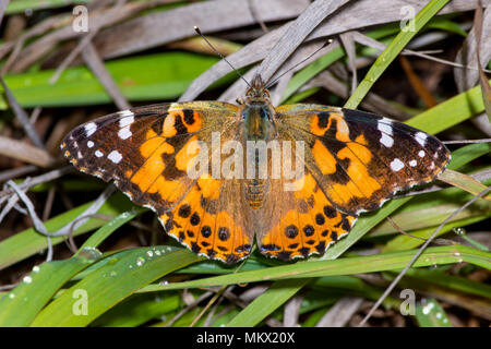 Amerikanische Distelfalter Schmetterling, Castle Rock Colorado USA Stockfoto