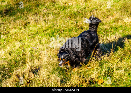 Ein Hund roaming um an einem sonnigen Sonntag Nachmittag in Campbell Valley Park in Langley, British Columbia, Kanada Stockfoto