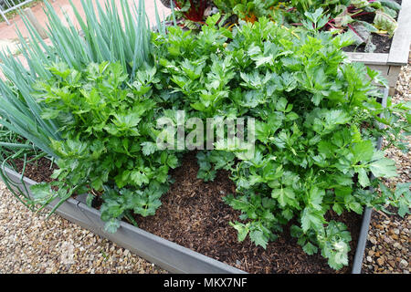Wachsende apium graveolens oder als Sellerie auf einem Gemüsebeet bekannt Stockfoto