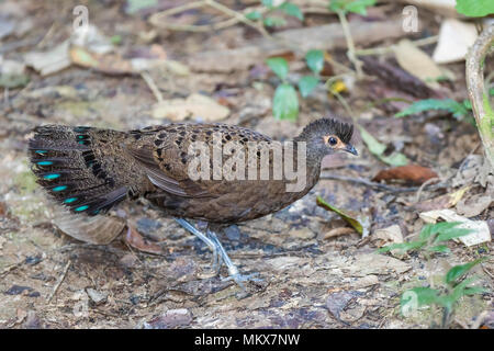 Malaiische Peacock-Pheasant (Polyplectron malacense) Stockfoto