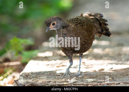 Malaiische Peacock-Pheasant (Polyplectron malacense) Stockfoto