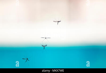 Schwarm Mücken Insekten fliegen und Summen gegen den Himmel Stockfoto