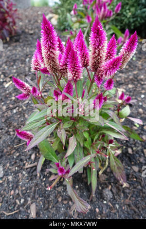 Celosia argentea' Intenz Classic' Stockfoto