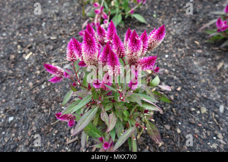 Celosia argentea' Intenz Classic' Stockfoto