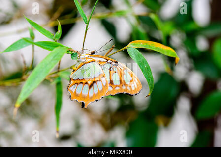 Malachit butterlfy (Siproeta Stelenes) auf Blatt Stockfoto