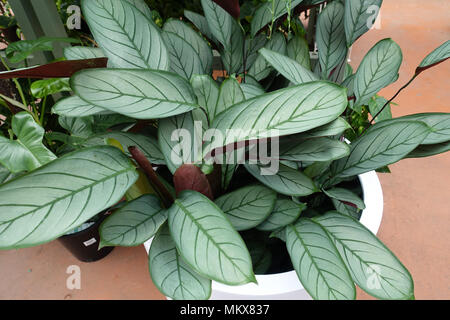 Ctenanthe setosa oder als Grauer Star Pflanzen bekannt Stockfoto