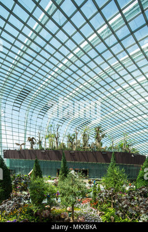 Vertikaler Innenblick auf Flower Dome, Gardens by the Bay, ein beliebtes Reiseziel für einheimische und internationale Touristen. Singapur. Stockfoto