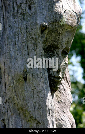 Porträt eines Mädchens, das in einem Baum geformt Stockfoto