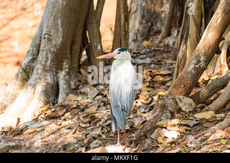 White Egret Vogel im Zoo sehr gut an sonnigen Tag. Stockfoto