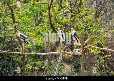 Gruppe von Malte Störche an Baum im Zoo stehen auf der Suche Super. Stockfoto