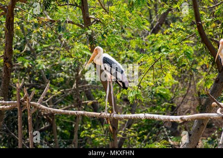 Gruppe von Malte Störche an Baum im Zoo stehen auf der Suche Super. Stockfoto