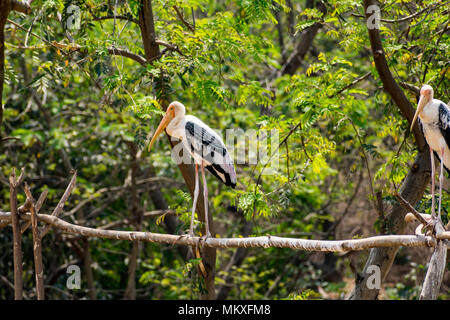 Gruppe von Malte Störche an Baum im Zoo stehen auf der Suche Super. Stockfoto