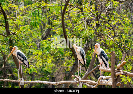 Gruppe von Malte Störche an Baum im Zoo stehen auf der Suche Super. Stockfoto