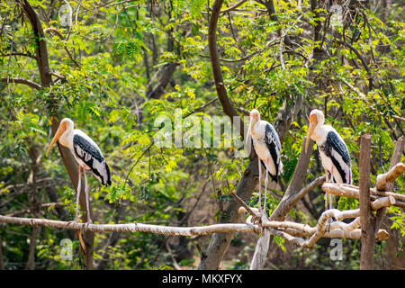 Gruppe von Malte Störche an Baum im Zoo stehen auf der Suche Super. Stockfoto