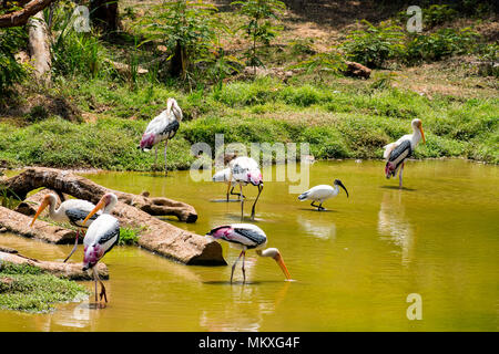 Viel gemalt Störche suche Fisch auf Wasser im Zoo Ansicht schließen. Stockfoto