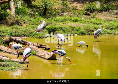 Viel gemalt Störche suche Fisch auf Wasser im Zoo Ansicht schließen. Stockfoto