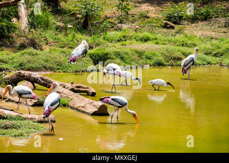 Viel gemalt Störche suche Fisch auf Wasser im Zoo Ansicht schließen. Stockfoto