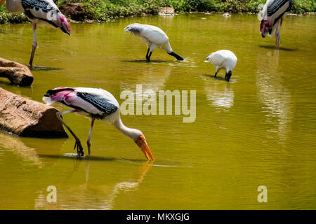 Viel gemalt Störche suche Fisch auf Wasser im Zoo Ansicht schließen. Stockfoto