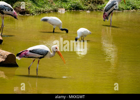 Viel gemalt Störche suche Fisch auf Wasser im Zoo Ansicht schließen. Stockfoto